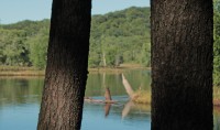 Two trees, one river