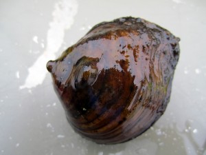 St. Croix River mussel