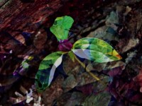 Art workshop: Make prints using natural objects
