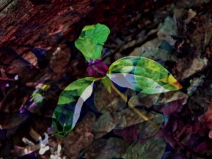 Purple Trillium, by Laurie Rockne Purple Trillium, by Laurie Rockne