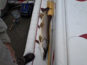 St. Croix River northern pike