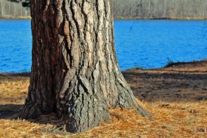 White pine on the banks of the St. Croix River