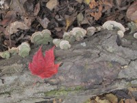 Feasts of Autumn