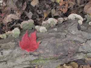 Leaf on the river's edge