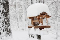 Bird feeder, August Fritze