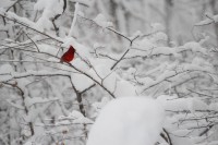 Cardinal, August Fritze
