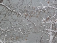 Snow-covered geese, Amy Lahr