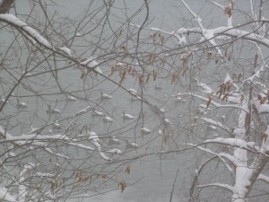 Snow-covered geese, Amy Lahr