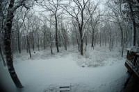 Snowy woods, August Fritze
