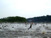 Asian Carp Fighters Include Senators and Scientists