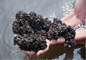 Zebra mussels scooped from the Mississippi River's Lake Pepin . (Photo by Minnesota DNR)