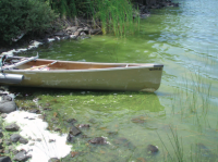 Algae bloom at Isle Royale (NPS photo)