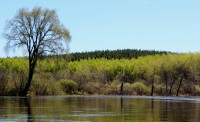 Pining for Better Habitat