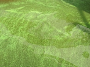 Green, algae covered water greeted us at the marina in Hudson, WI.