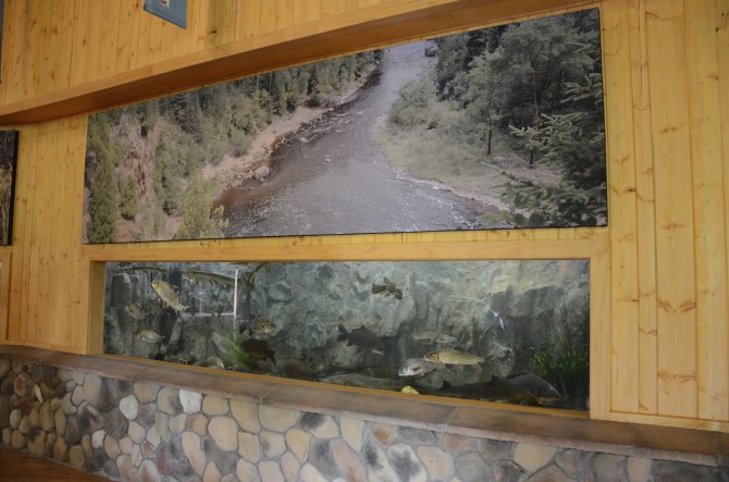 St. Croix River fish tank at the Minnesota State Fair, photo courtesy MN DNR