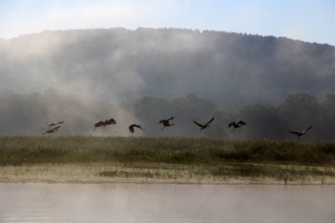 Sandhill cranes at sunrise on the St. Croix Islands Wildlife Area near Somerset