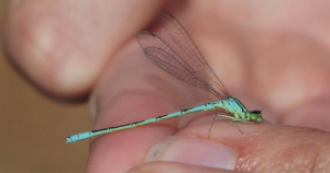 Damselflies hold their wings up over their backs, have a petite bodies, and well separated eyes. Photo by Jon Thompson.