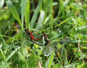 Dragonflies in the copulation wheel. Photo by Jon Thompson.