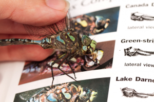 Identifying a dragonfly using a guidebook. Photo by Dudley Edmondson.