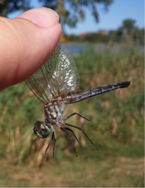 Holding a dragonfly by the wings. Photo by Ami Thompson.