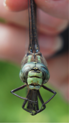 Dragonflies have eyes that touch (most of the time) and meaty bodies.