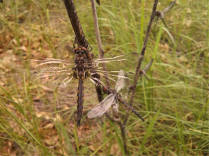 Freshly emerged adult dragonflies. Photo by Ami Thompson.