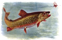 Taking the Brook Trout’s Temperature