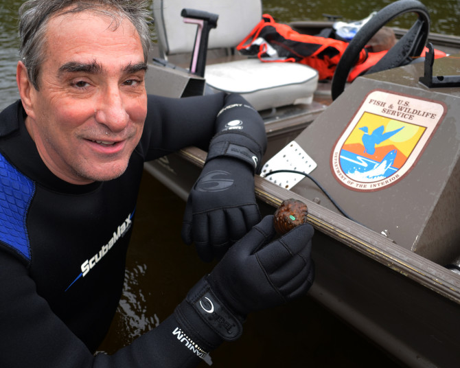 U.S. Fish and Wildlife Service Midwest Regional Director, Tom Melius, holds up an endangered winged mapleleaf mussel. The mussel was found during a routine check of underwater lines in the St. Croix River. 