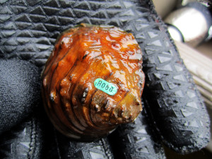 This winged mapleleaf mussel lives in the St.Croix River between Minnesota and Wisconsin. The turquoise tag indicates that it is part of the U.S. Fish and Wildlife Service's project to restore the endangered species.