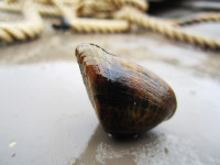Snuffbox mussel from the St. Croix River
