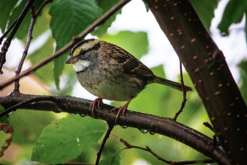 White-throated Sparrow in the Rain, by Kelly Nechuta, Hayward, WI.