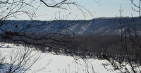 Explore Standing Cedars on a Winter Walk