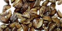 Zebra Mussels Hard to Find in the St. Croix