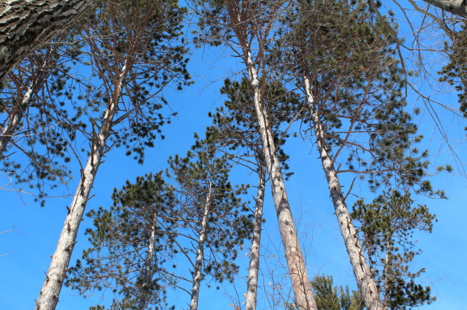 Red pines reaching