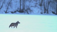 Video & Interview: Coyote and Swans on the Saint Croix River