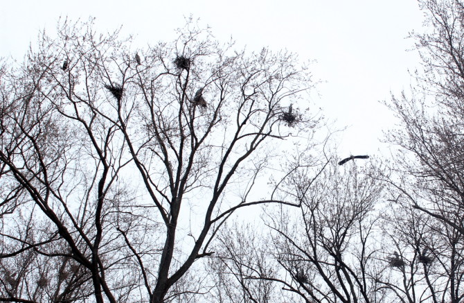Rookery blues