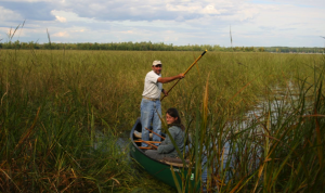 Wild rice harvesting in northwest Wisconsin. (John Haack)
