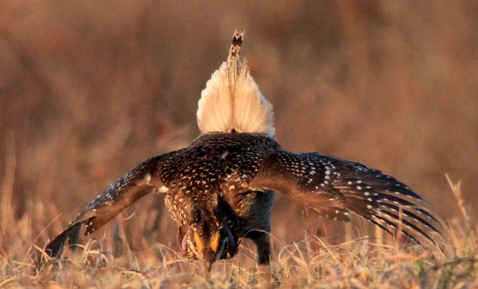 Sharp-tailed grouse at the Namekagon Barrens Wildlife Management Area.