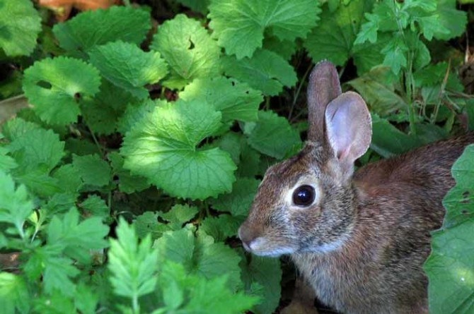 Invasive garlic mustard and a rabbit