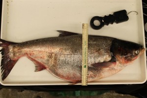 Silver carp caught in the Mississippi River on July 17th, 2014 (Minnesota DNR photo)