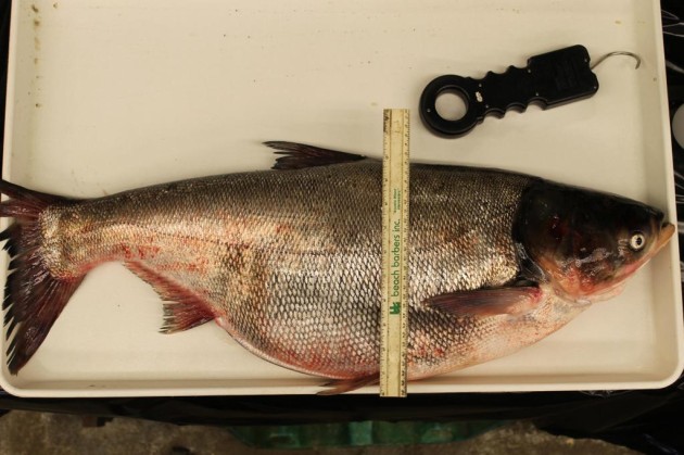 Silver carp caught in the Mississippi River on July 17th, 2014 (Minnesota DNR photo)