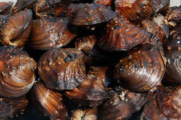 Winged mapleleaf mussels from the St. Croix River