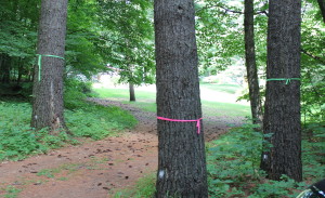 Flagged trees at Log House Landing