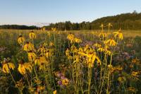 Join The Standing Cedars Fall Hike