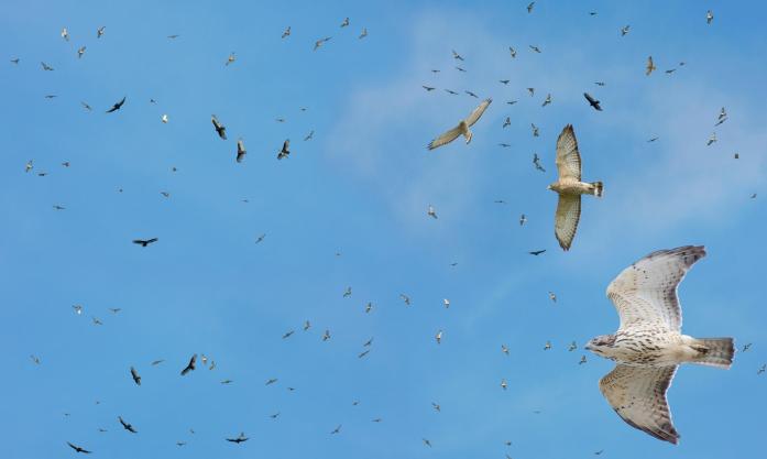 Broad-winged Hawk