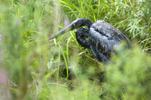 A great blue heron stained by oil in the Kalamazoo River (Michigan DEQ)