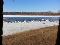 Sixty Seconds of Swans on the St. Croix River