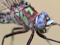 Dive Into Dragonflies At Educational Event