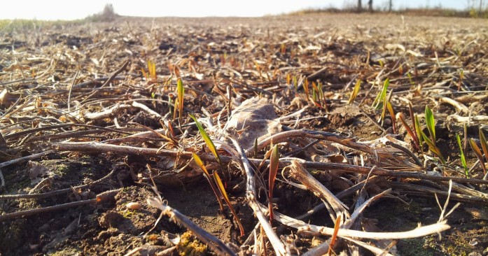 Winter rye poking up on Brad Johnson's farm.