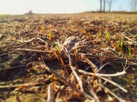 Farmers Doing ‘Groundwork’ to Restore St. Croix River Water winter-rye-featured